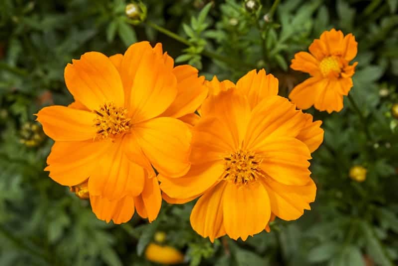 Top 15 Amazing Orange Flowers With Pictures Trees Com
