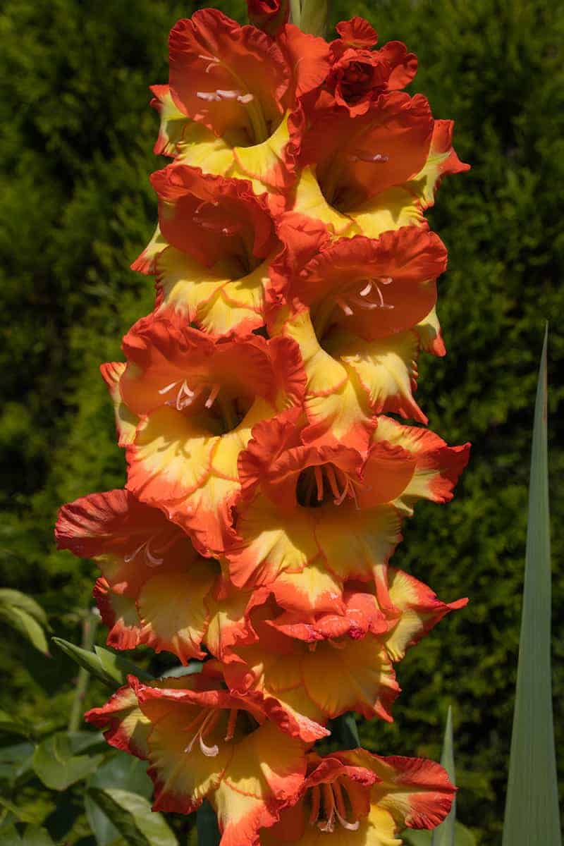 Princess Margaret Rose Sword-Lily