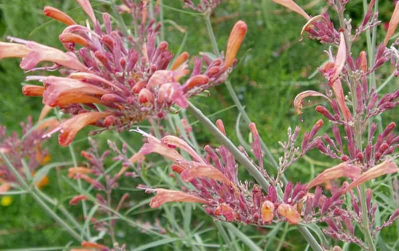 Sunset Hyssop