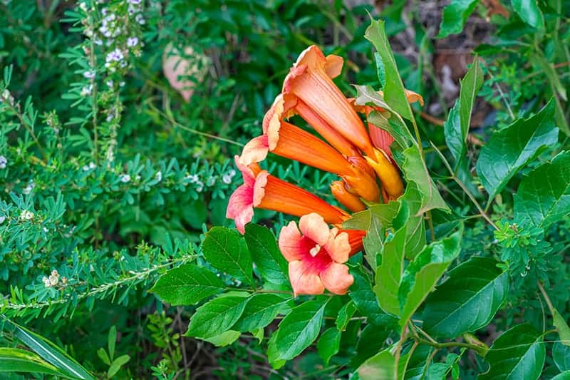 Trumpet Vine