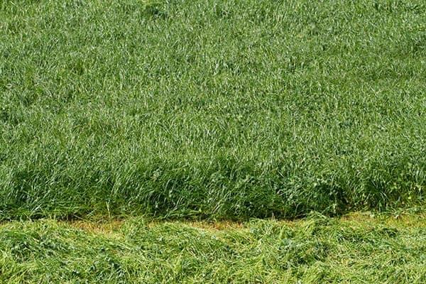 Grass Cuttings
