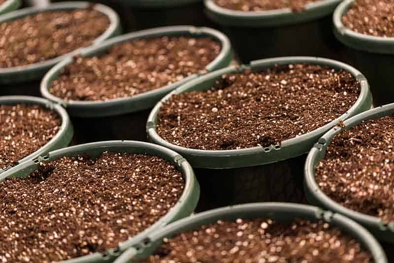 5 Best Potting Soil For Plants - Reviews & Buying Guide