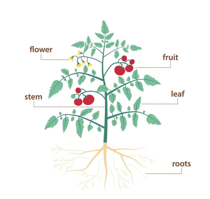 Parts Of A Plant And Their Functions