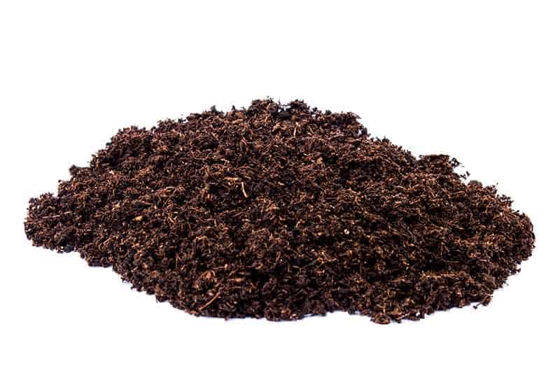 Peat Moss