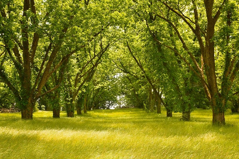 Pecan tree alley