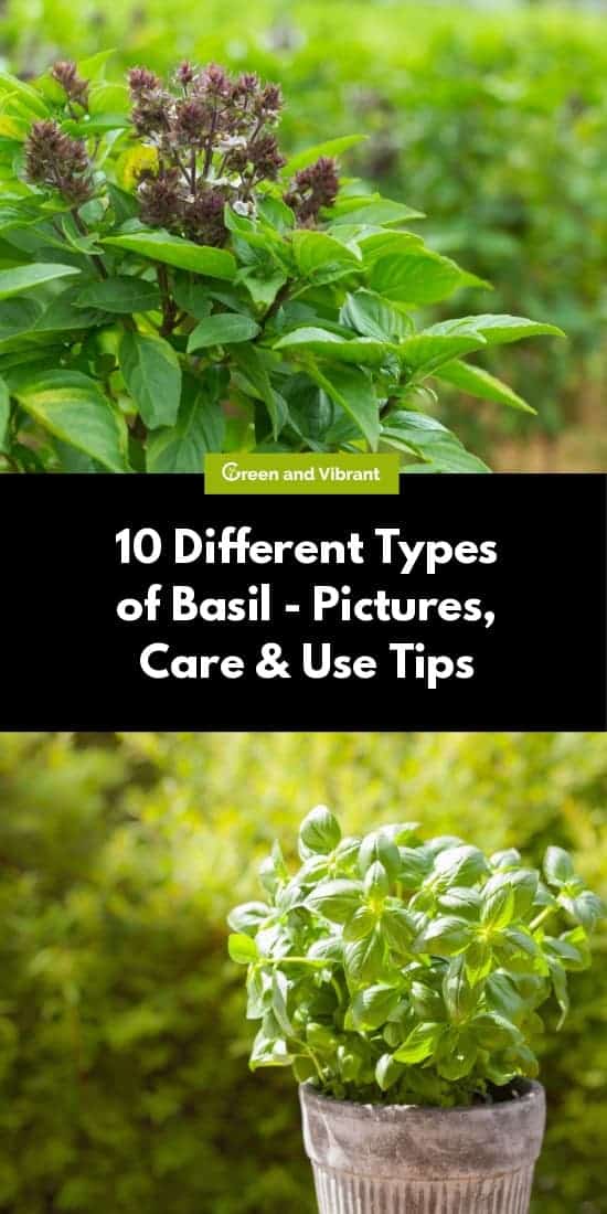 10 Different Types of Basil - Pictures, Care & Use Tips
