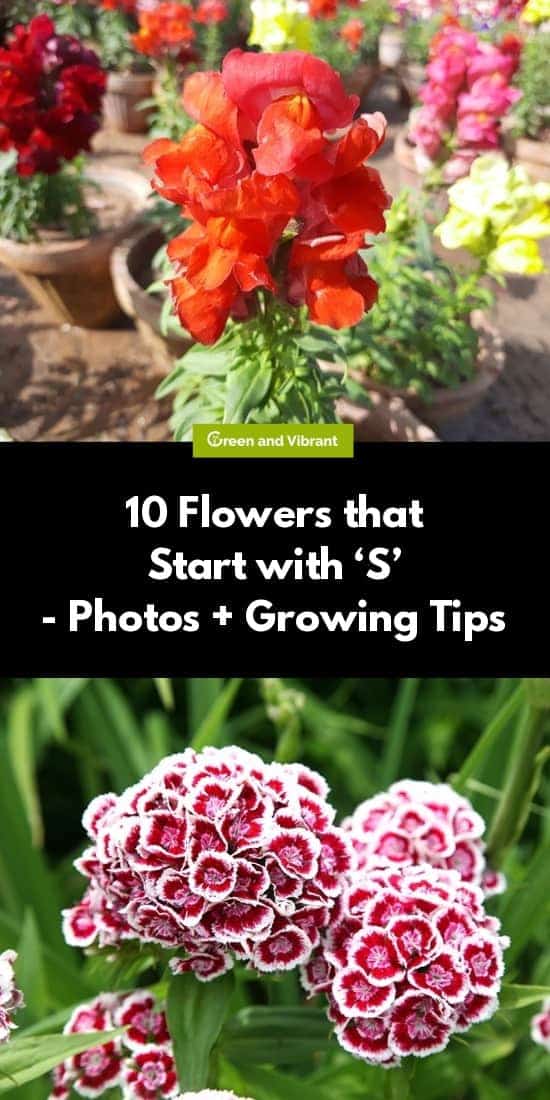 10 Flowers That Start With S Photos Growing Tips Trees Com 10 Flowers That Start With S Photos Growing Tips Trees Com