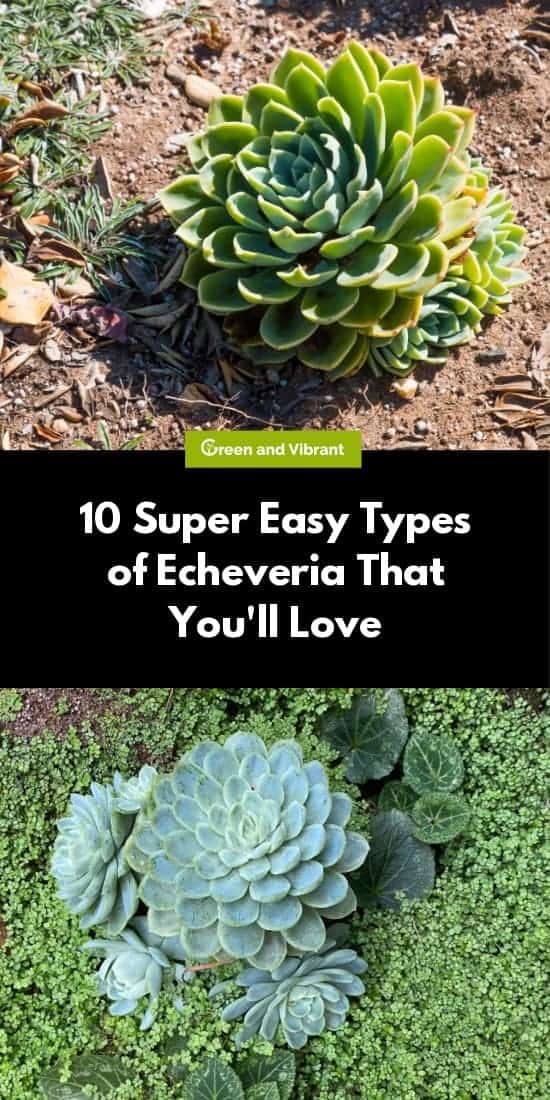 10 Super Easy Types of Echeveria That You'll Love