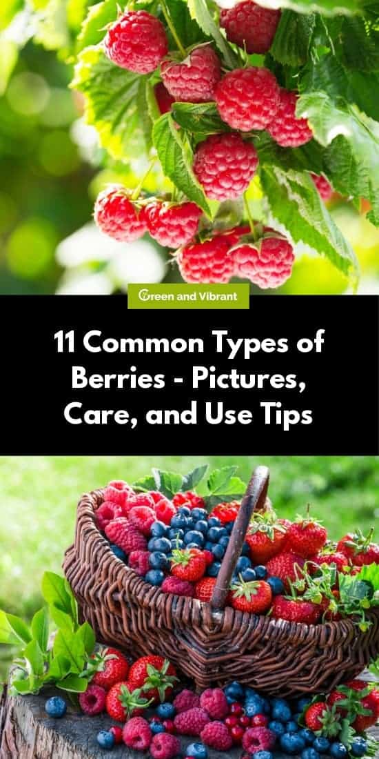 11 Common Types of Berries - Pictures, Care, and Use Tips