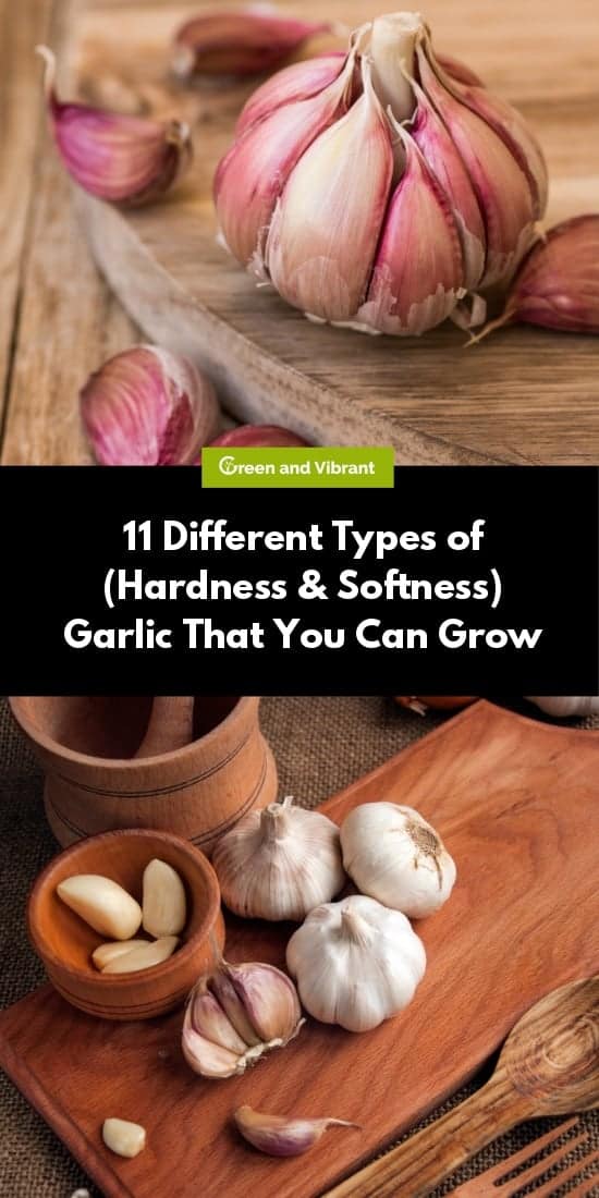 11 Different Types of (Hardness & Softness) Garlic That You Can Grow