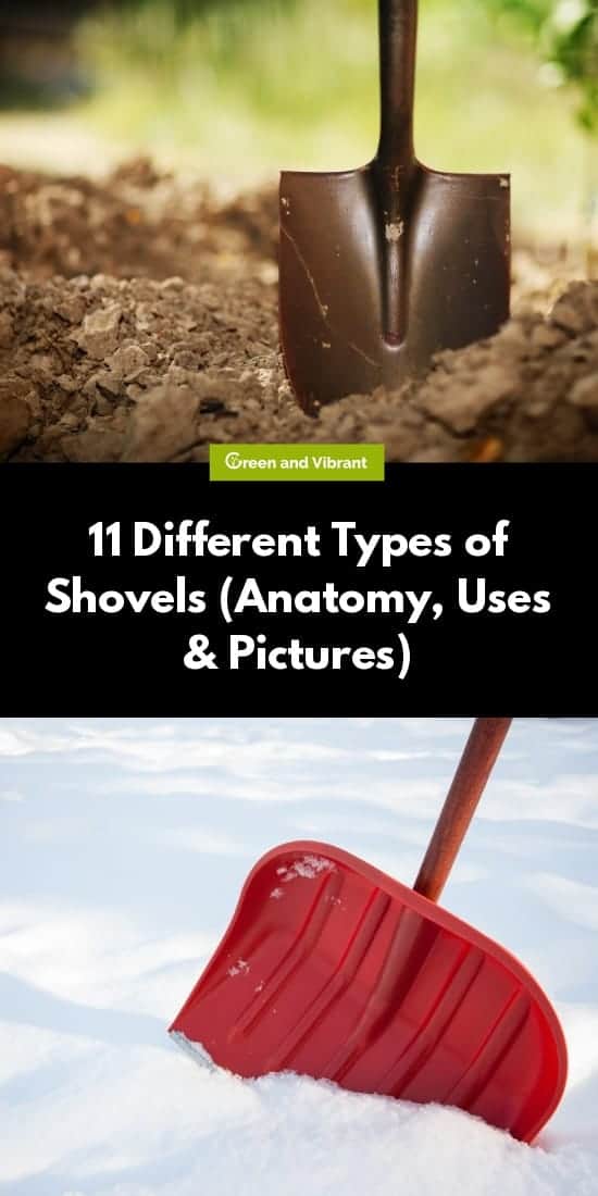 11 Different Types of Shovels (Anatomy, Uses & Pictures)