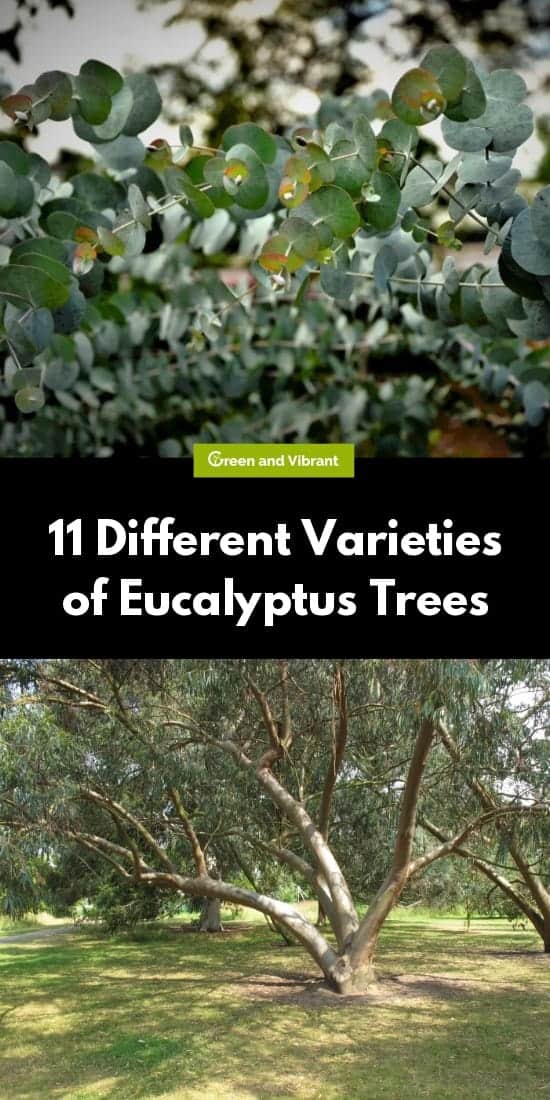 11 Different Varieties of Eucalyptus Trees