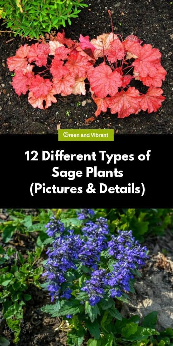 12 Different Types of Sage Plants (Pictures & Details)