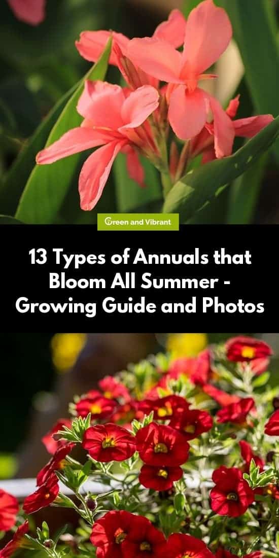 13 Types of Annuals that Bloom All Summer - Growing Guide and Photos