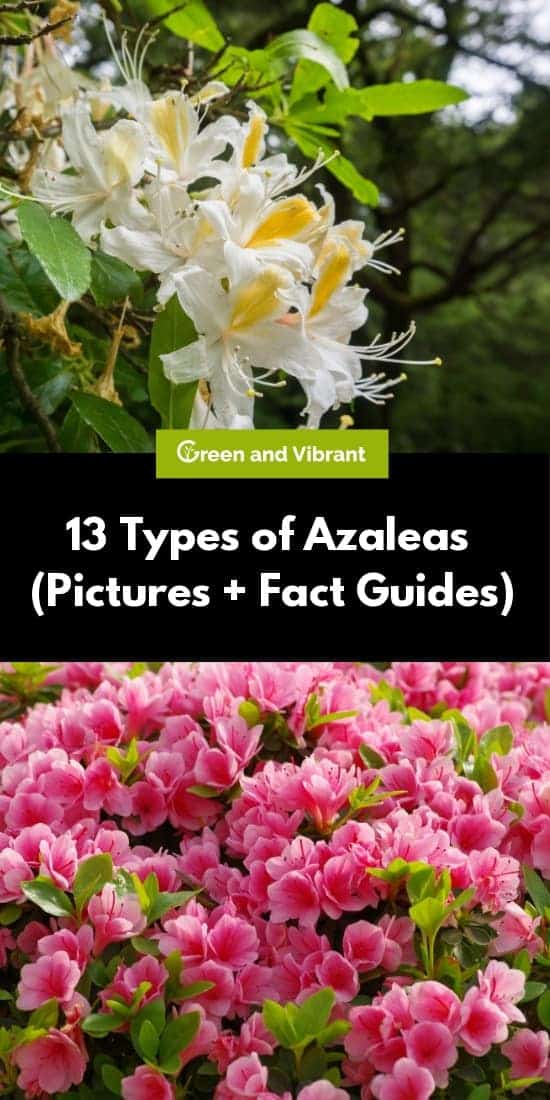 13 Types of Azaleas (Pictures + Fact Guides)