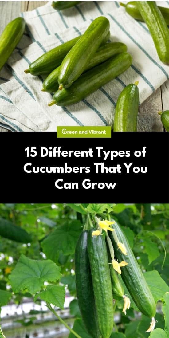 15 Different Types of Cucumbers That You Can Grow
