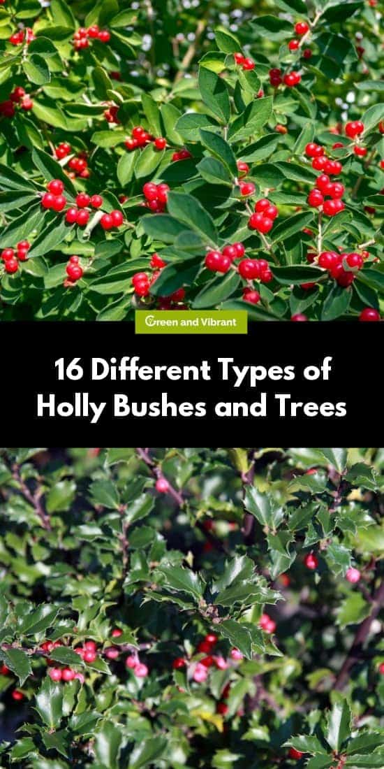 16 Different Types of Holly Bushes and Trees