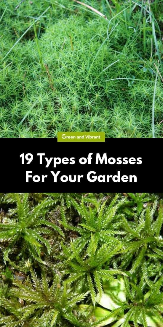 19 Types of Mosses For Your Garden