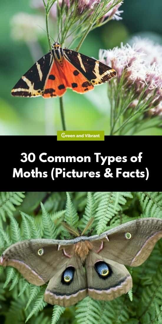 30 Common Types of Moths (Pictures & Facts) | Trees.com