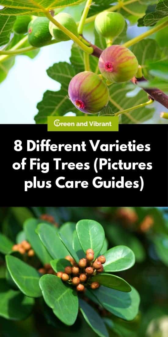 Fig Trees Buying Growing Guide Trees Com Of Growing Fig Trees Fruit Fig Trees Buying Growing Guide Trees Com Of Growing Fig Trees Fruit