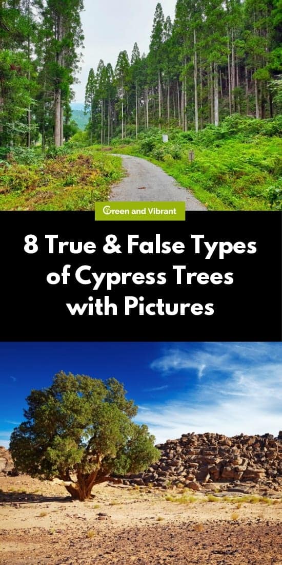 8 True & False Types of Cypress Trees with Pictures