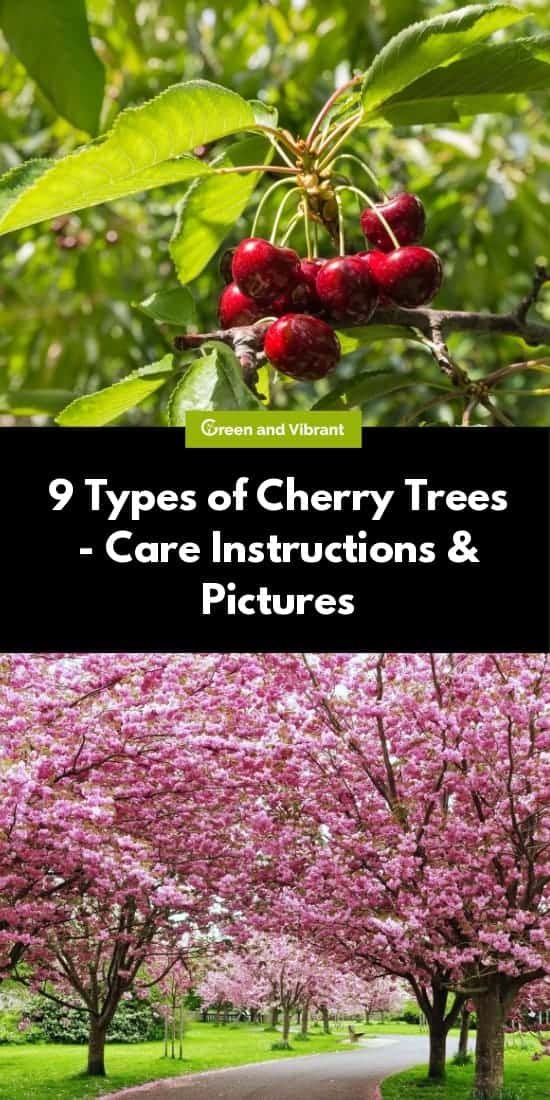 9 Types of Cherry Trees - Care Instructions & Pictures