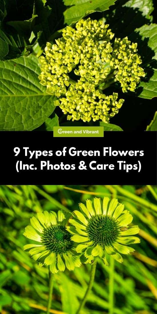 9 Types of Green Flowers (Inc. Photos & Care Tips)