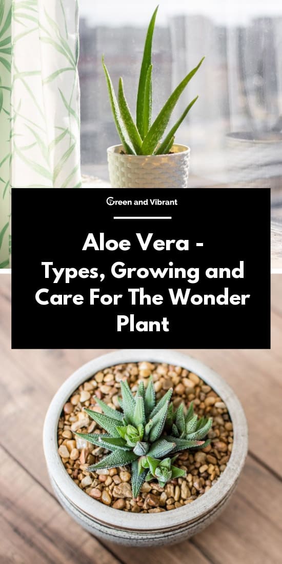 Aloe Vera - Types, Growing and Care For The Wonder Plant