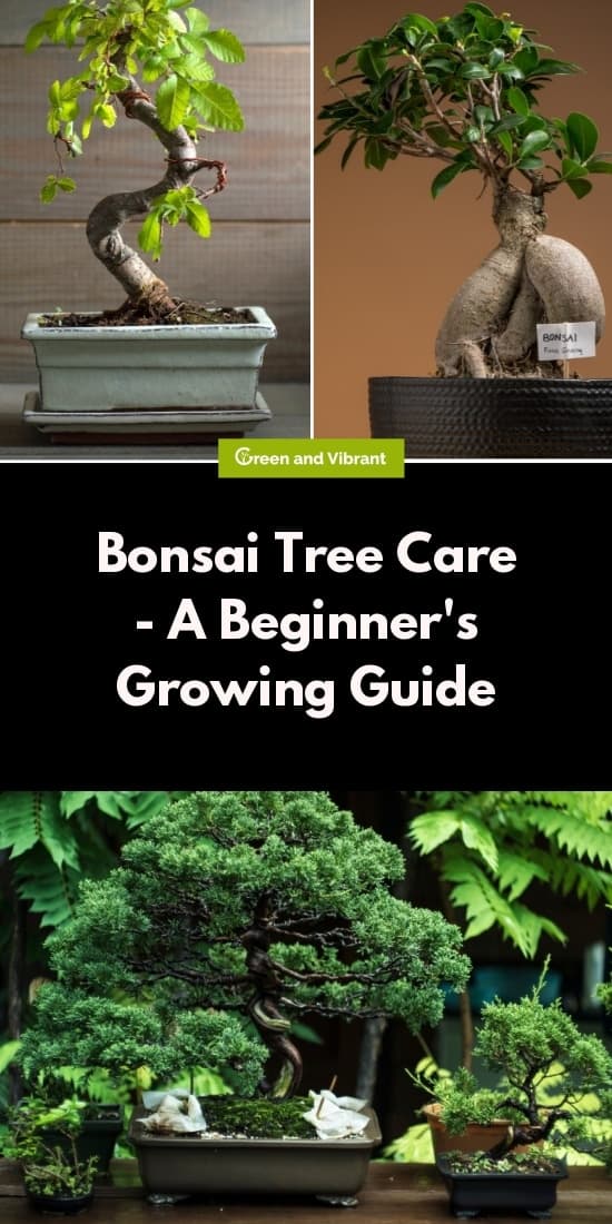Bonsai Tree Care - A Beginner's Growing Guide