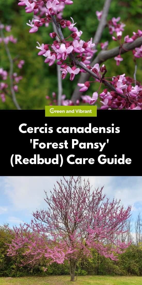Cercis canadensis 'Forest Pansy' (Redbud) Care Guide