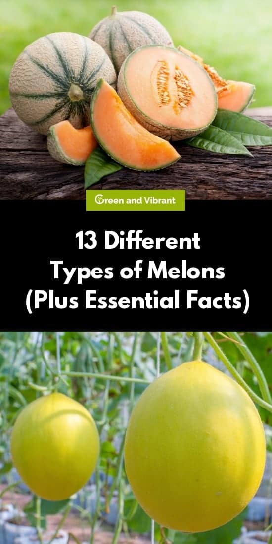13 Different Types of Melons (Plus Essential Facts)
