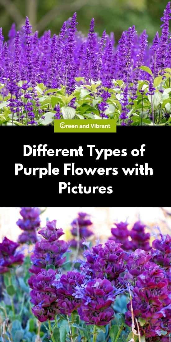 Different Types Of Purple Flowers With Pictures Trees Com