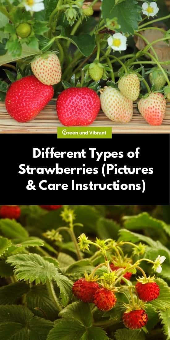 Different Types of Strawberries (Pictures & Care Instructions)