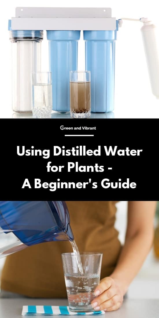 Using Distilled Water for Plants A Beginner�s Guide