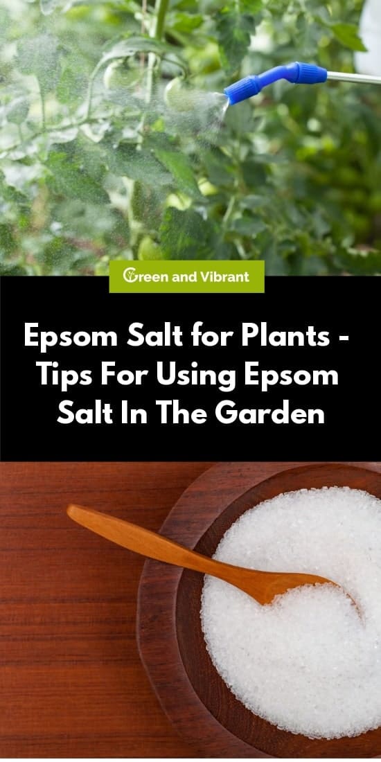 Epsom Salt for Plants Tips For Using Epsom Salt In The Garden