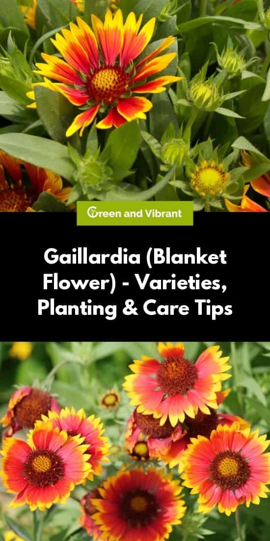 Gaillardia Flower Toxic To Dogs