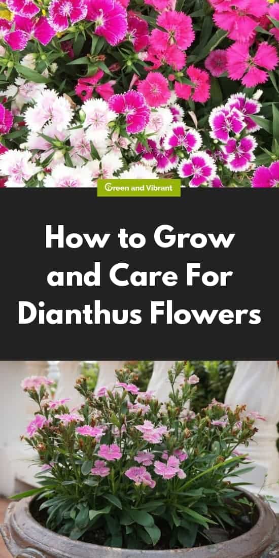 How to Grow and Care For Dianthus Flowers