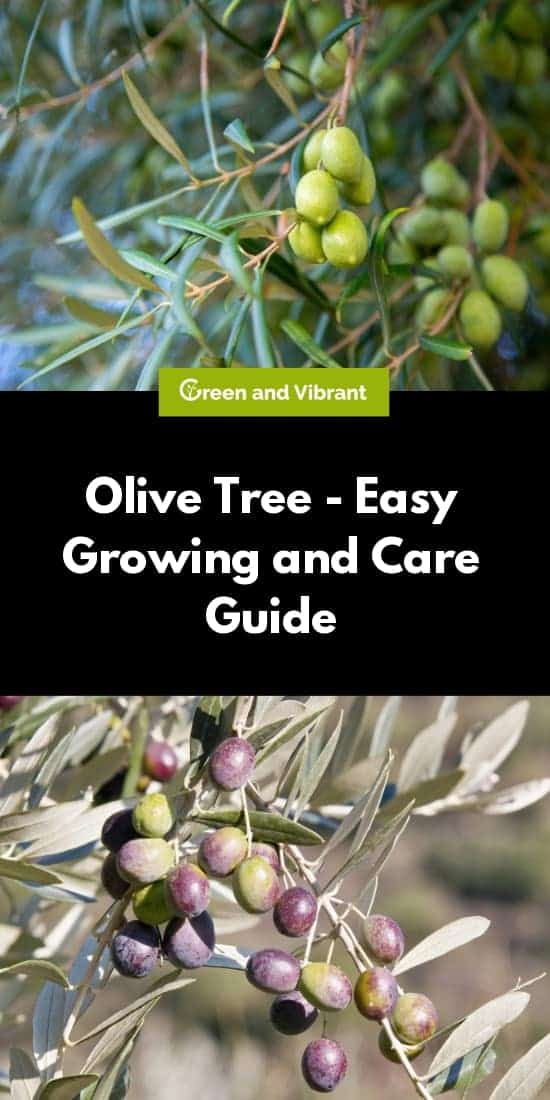 Olive Tree - Easy Growing and Care Guide