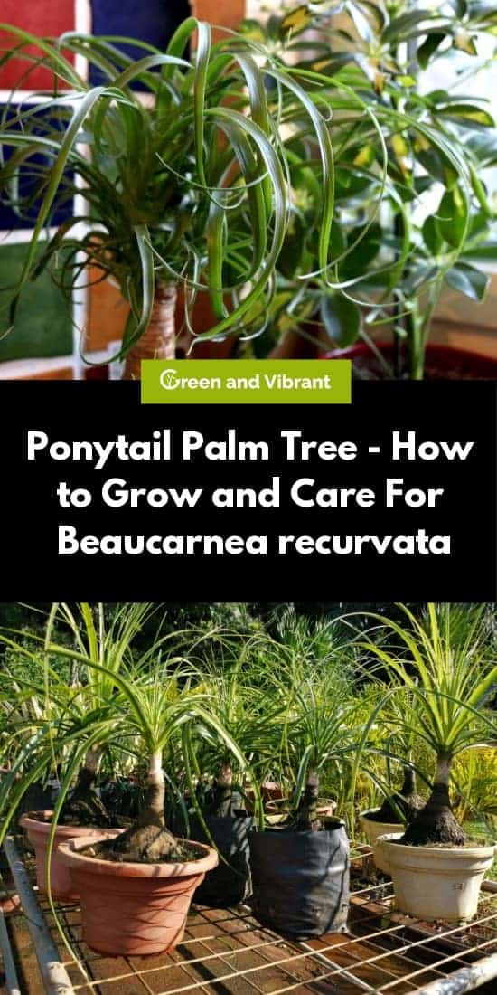 Ponytail Palm Tree - How to Grow and Care For Beaucarnea recurvata