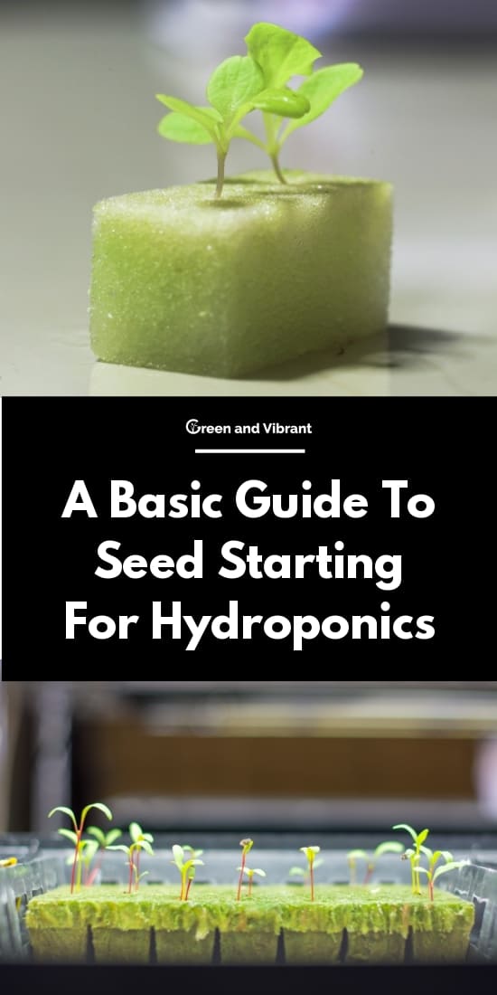 A Basic Guide To Seed Starting For Hydroponics