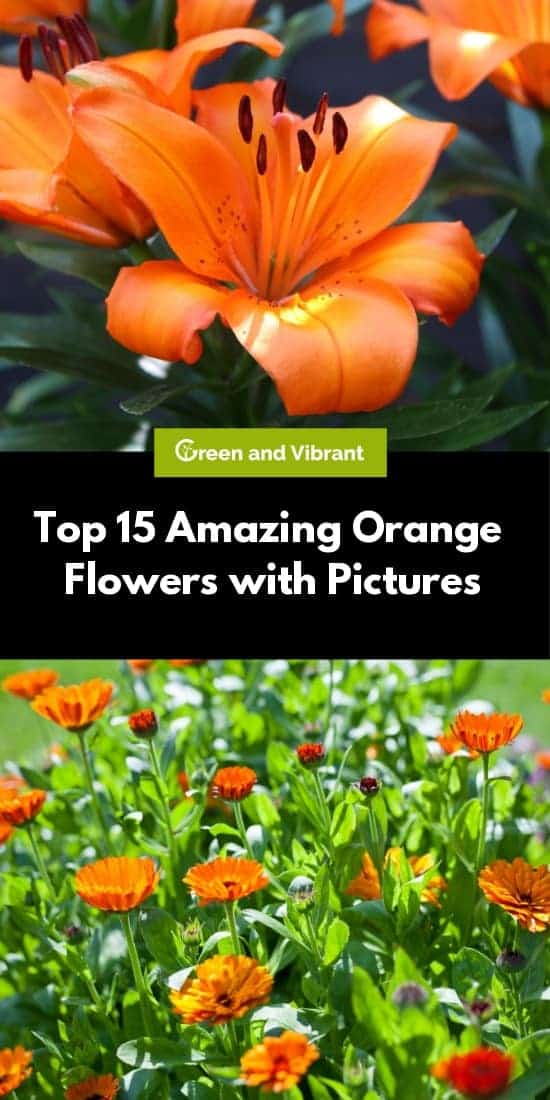 Top 15 Amazing Orange Flowers with Pictures