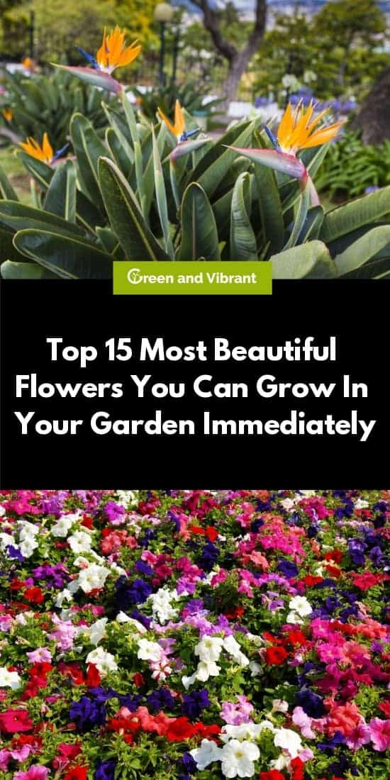 Top 15 Most Beautiful Flowers You Can Grow In Your Garden Immediately