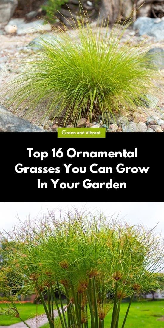 Top 16 Ornamental Grasses You Can Grow In Your Garden