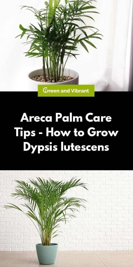 Areca Palm Trees Buying Growing Guide Trees Com