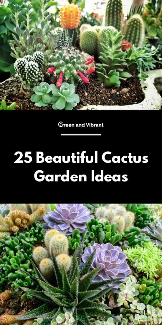 Beautiful Cactus Garden Ideas