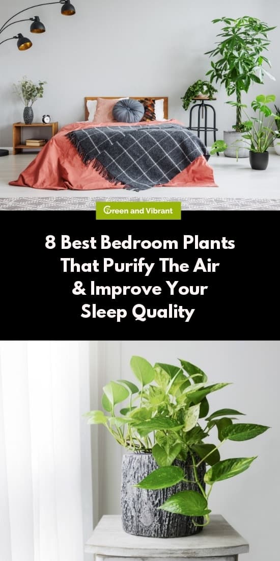 Best Bedroom Plants That Improve Your Sleep Quality & Purify The Air 