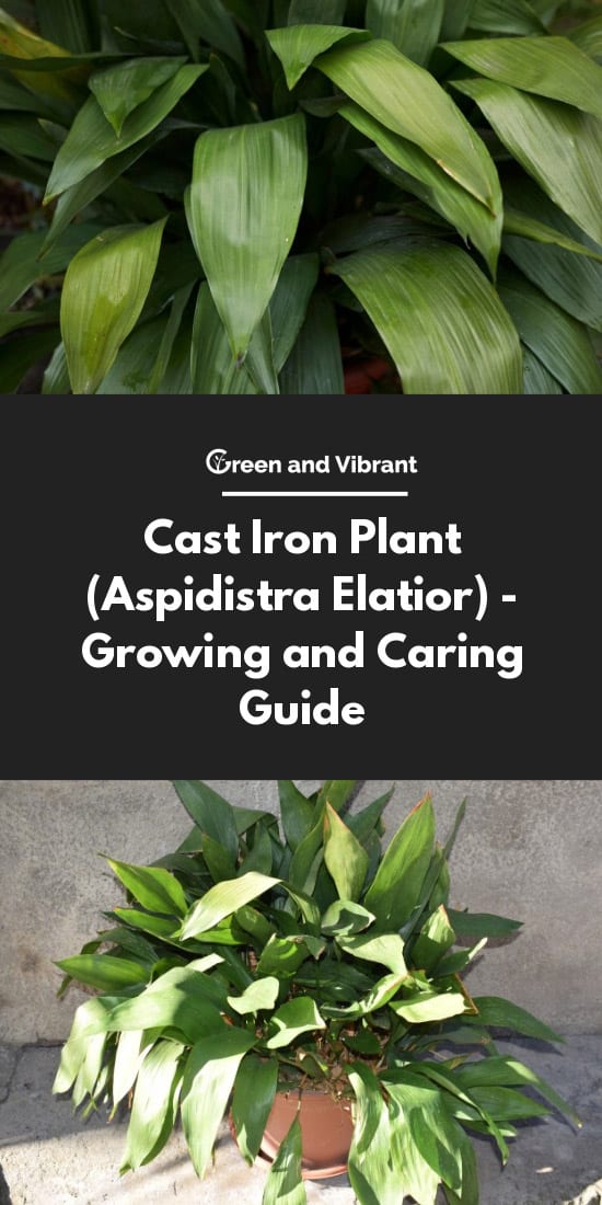 Cast Iron Plant (Aspidistra Elatior) - Growing And Caring Guide