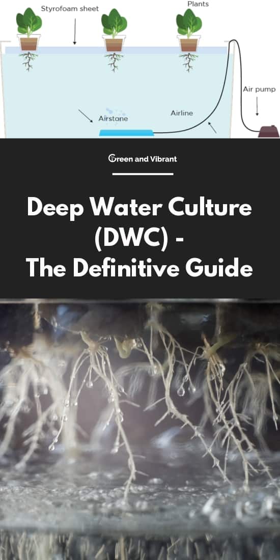 Deep Water Culture (DWC) - The Definitive Guide