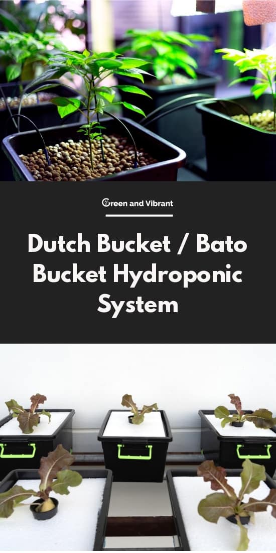 Dutch Bucket / Bato Bucket Hydroponic System