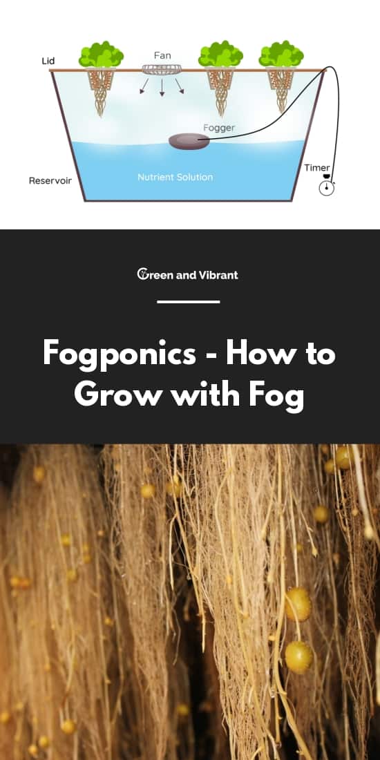 Fogponics - How to Grow with Fog